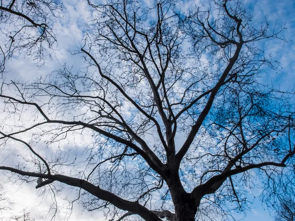 青い空と白い雲と裸の落葉性の高木 — ストック写真