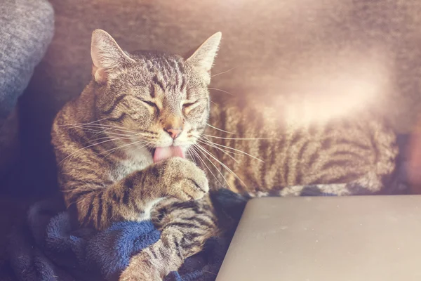 Tekir kedi kameraya doğru uzanmış mavi bir battaniyenin üzerinde kendini tımar ediyor gözleri kapalı bir patiyi yalıyor.