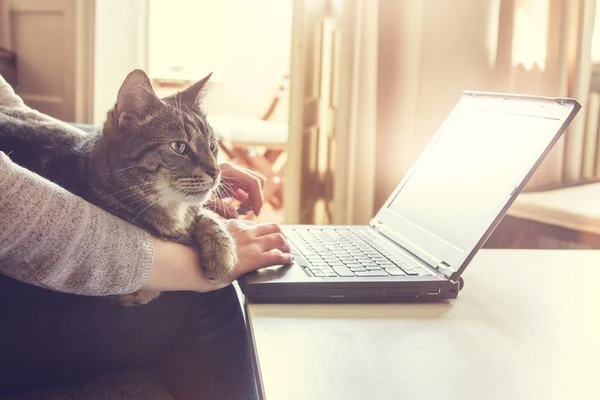 Woman and her contented tabby cat, who is lying across her lap and arm, working on a laptop computer at home typing in data, close up view