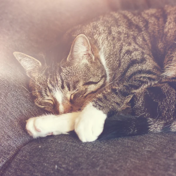 Αξιολάτρευτο Μόνο Ύπνου Ενηλίκων Tabby Γάτα Πόδι Μέρει Καλύπτει Πρόσωπο — Φωτογραφία Αρχείου