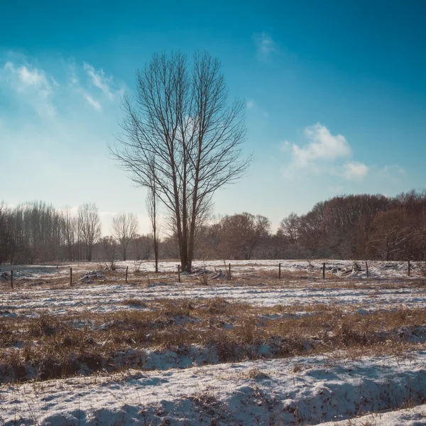 Árbol desnudo en campo de granja cubierto de nieve en el día soleado — Foto de Stock