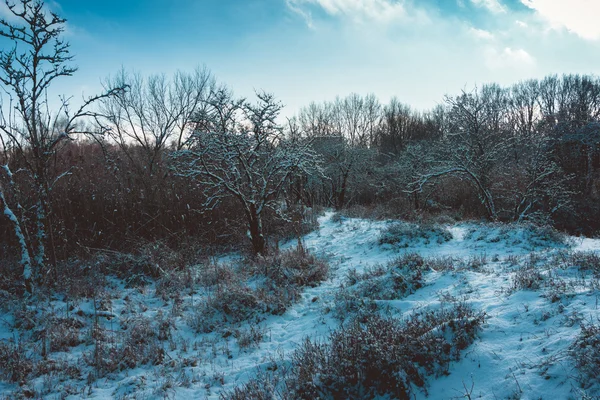 Clearing nevado na floresta na noite de inverno — Fotografia de Stock