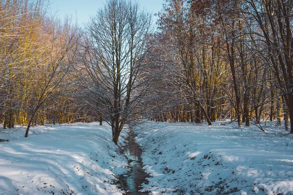 Small Creek and Walking Path Through Winter Forest — Stock Photo, Image