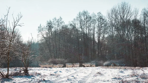 Herd of White Cattle in Winter Forest Clearing — Stock Photo, Image