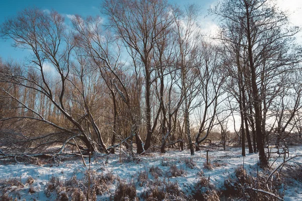 Floresta nua com chão nevado no dia de inverno ensolarado — Fotografia de Stock