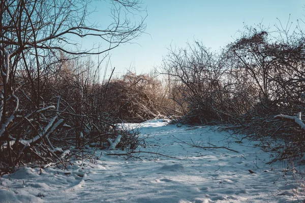 Shady Snow Trail coberto no dia de inverno ensolarado — Fotografia de Stock