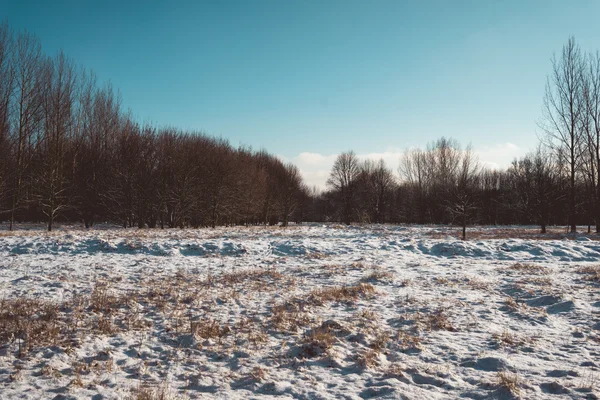 Campo cubierto de nieve y bosque desnudo en el día soleado — Foto de Stock