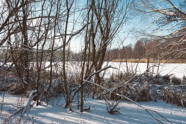 Árboles desnudos cerca del lago nevado en el soleado día de invierno — Foto de Stock