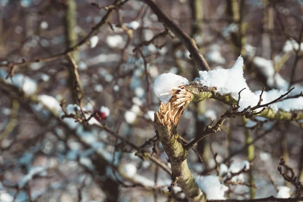 Ormandaki karla kaplı kırık ağaç dalı