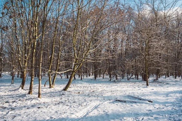 Snowy Forest with Bare Trees on Sunny Winter Day — Stock Photo, Image