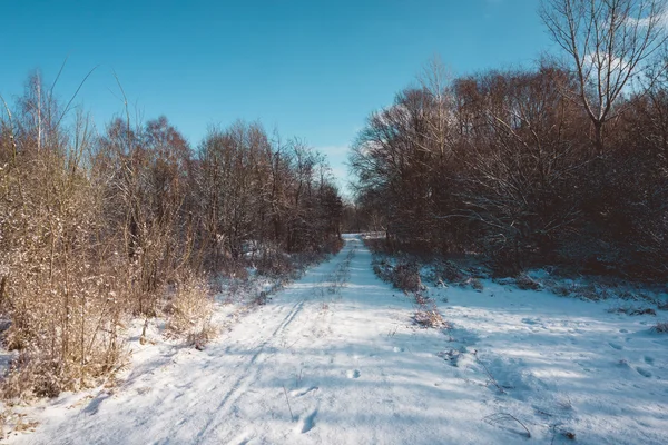 Snow Covered Trail Through Forest with Bare Trees — Stock Photo, Image