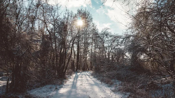 Bright Sun Shining on Snowy Trail in Bare Forest — Stock Photo, Image