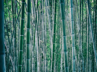 Dense plantation of fresh bamboo stalks or culms clipart