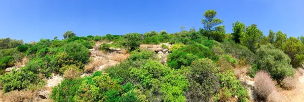 Vista Panorâmica Ampla Encosta Rochosa Com Várias Árvores Verdes Arbustos — Fotografia de Stock