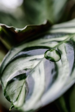 Çizgili yapraklı bir yaprak gibi.