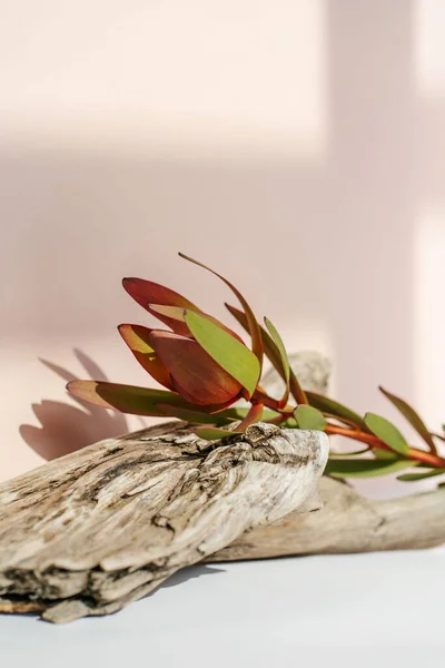 El suero y la flor están sobre un trozo de madera. — Foto de Stock
