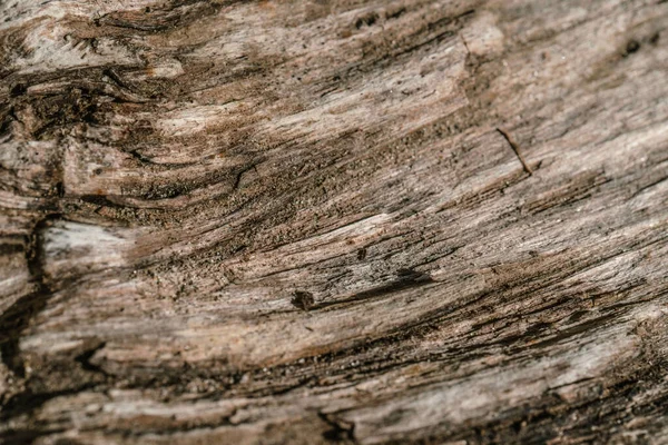 La consistenza del legno vecchio non trattato con crepe. — Foto Stock