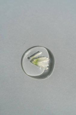 A drop of transparent cosmetic gel with chamomile on a blue background. clipart
