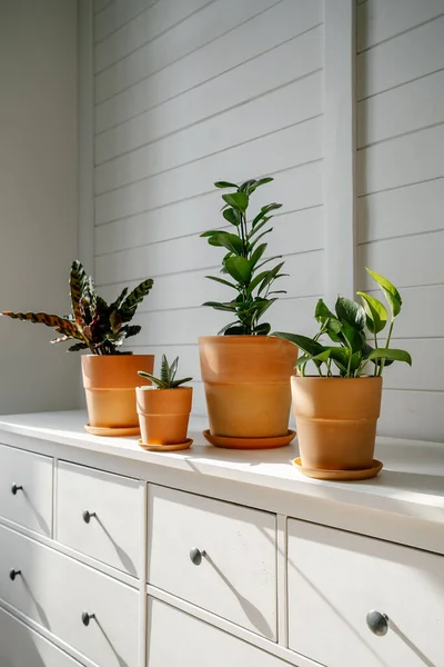 Lots of flower pots on the dresser. — Stock Photo, Image