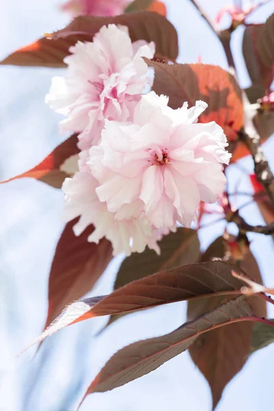 背景がぼやけている枝にピンクの桜. — ストック写真