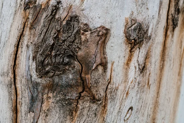 Sfondo con la trama di un vecchio ceppo. — Foto Stock