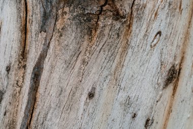 Eski bir kütüğün dokusuna sahip arkaplan.