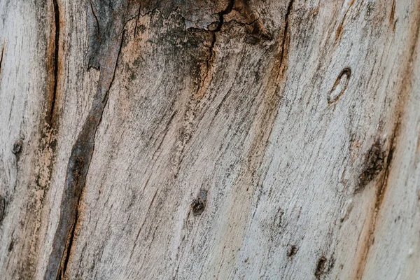 Fundo com a textura de um toco velho. — Fotografia de Stock