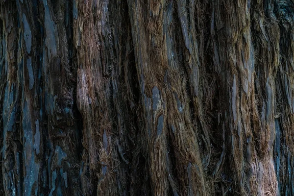 Natural background with the texture of the bark of a real tree. — Stock Photo, Image