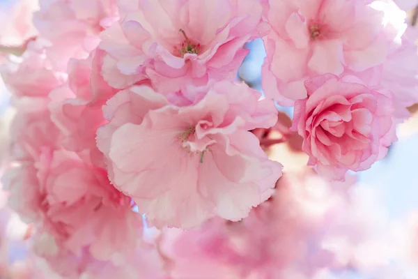 Розовая вишня расцветает на ветке с размытым фоном. — стоковое фото