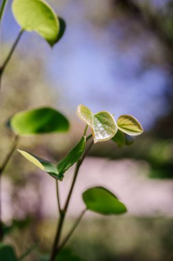 Bulanık doğal arka planda taze yaprakları olan bir dal..