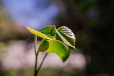 Bulanık doğal arka planda taze yaprakları olan bir dal..