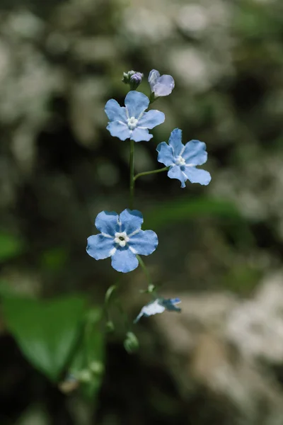 Virágzó omphalodes a természetben a kertben tavasszal. — Stock Fotó