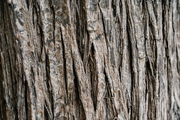 Přírodní pozadí s texturou kůry skutečného stromu. — Stock fotografie
