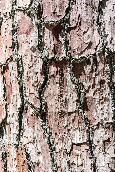 Fundo natural com a textura da casca de uma árvore real. — Fotografia de Stock
