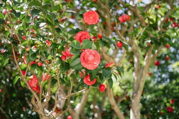 Uma árvore de camélia rosa florescente no jardim. — Fotografia de Stock