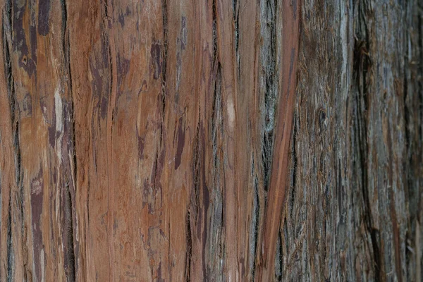 Fundo natural com a textura da casca de uma árvore real. — Fotografia de Stock