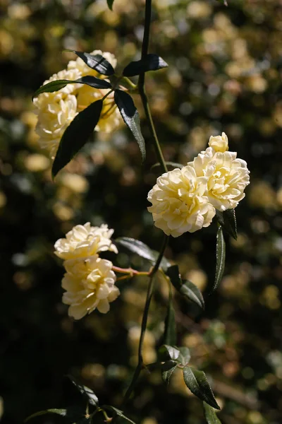 Une branche de Kerry et avec de belles fleurs sur un fond naturel. — Photo