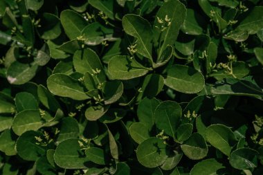 Parktaki yeşil yaprakların doğal arka planı.