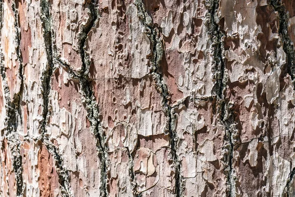 Přírodní pozadí s texturou kůry skutečného stromu. — Stock fotografie