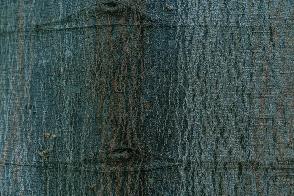 Naturlig bakgrund med strukturen på barken i ett riktigt träd. — Stockfoto