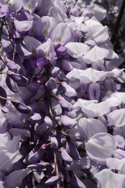 Υπέροχο φυσικό φόντο μοβ λουλούδια wisteria. — Φωτογραφία Αρχείου
