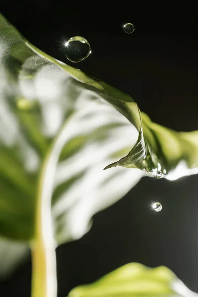 Drops drip on the leaves of domestic plants. — Stock Photo, Image