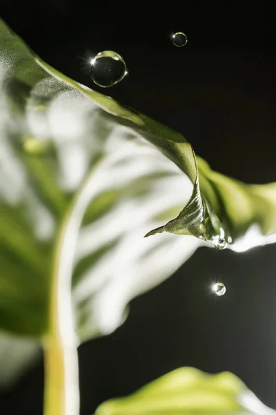 Gouttes goutte à goutte sur les feuilles des plantes domestiques. — Photo