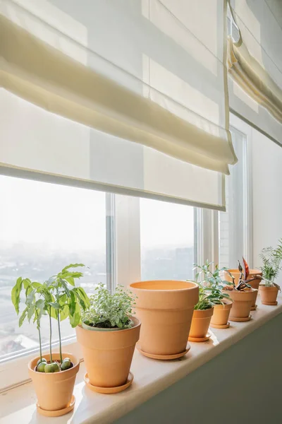 Terracotta pots on a large bright window. — Stok Foto