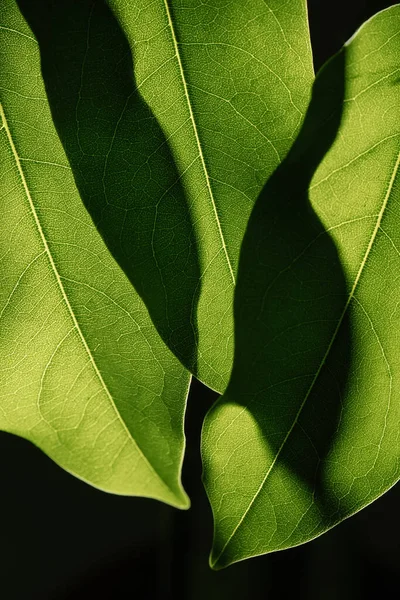 Макрофотография листьев растений на тёмном фоне. — стоковое фото