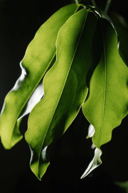 Bitki yapraklarının koyu arkaplanda makro fotoğrafçılığı.