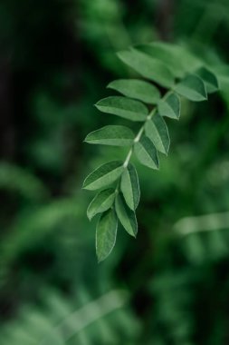 Yeşil arkaplanda yeşil vicia yaprağı.