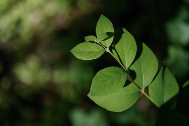 Yeşil yapraklı, doğal yeşil arka planda bir dal..