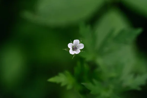 Fleur de géranium sur fond vert naturel. — Photo