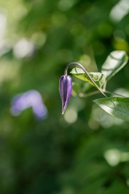 Doğal yeşil arka planda mor klematis..